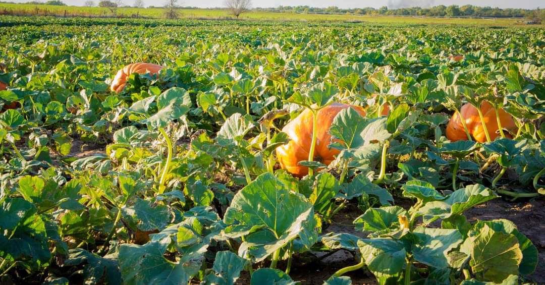 Sunnyside Pumpkin Patch Season Starts Soon