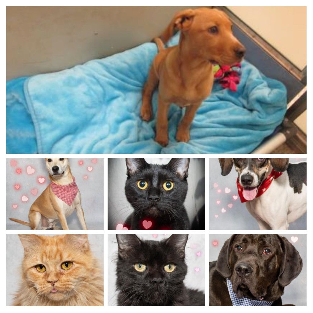 Adoptable Pets From Salina Animal Shelter