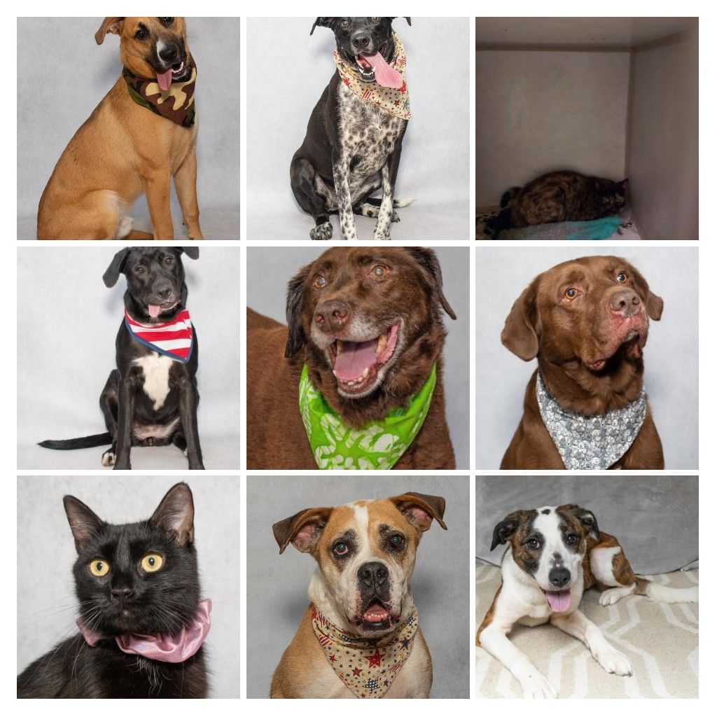 Salina Animal Services Adoptable Pets