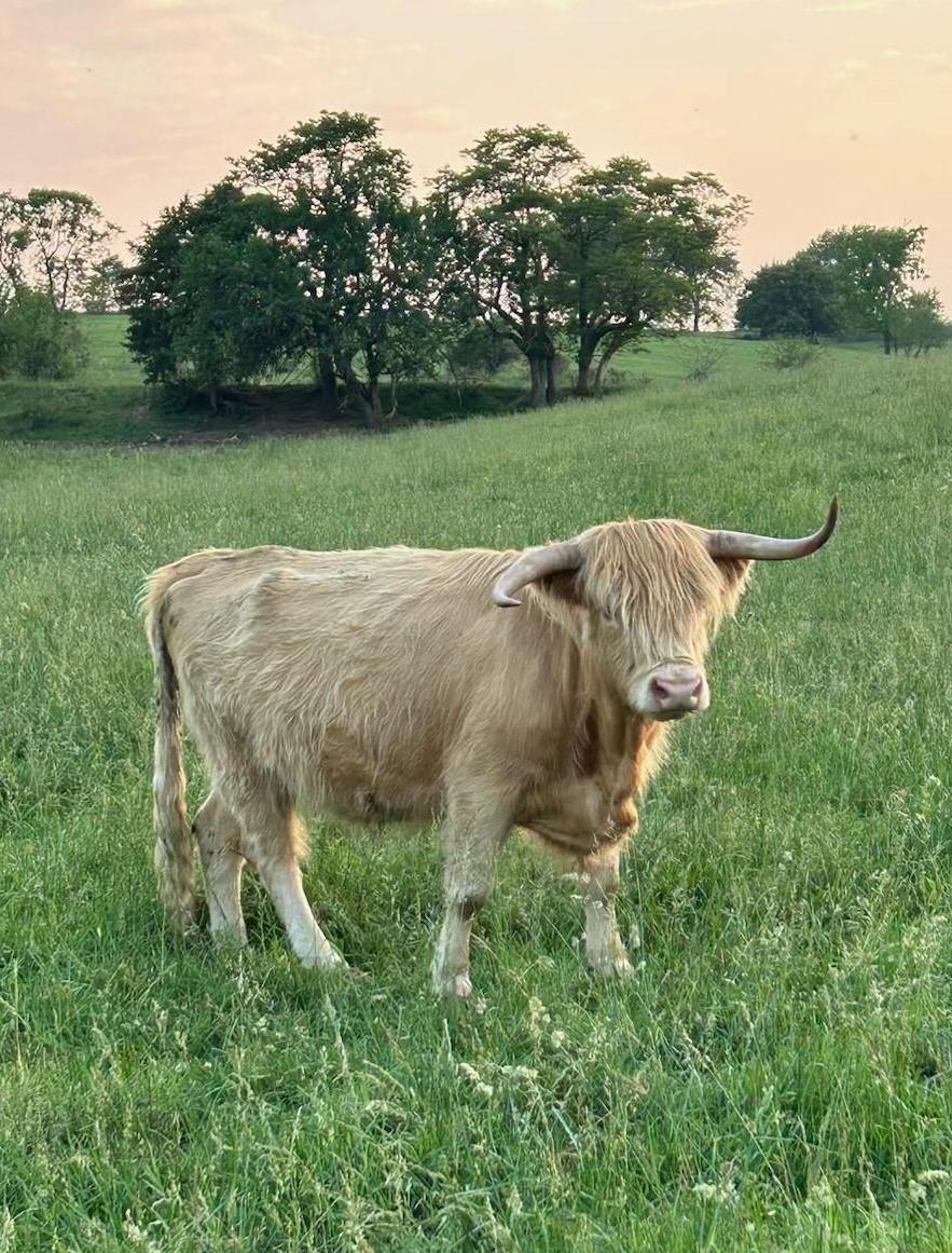 Highland Cattle - The Livestock Conservancy