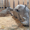 Baby Rhino at RHZ Important to Species Survival