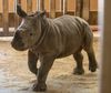 Exclusive Look At Baby Rhino's First Day Outside At Rolling Hills Zoo
