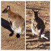 Rolling Hills Zoo Wallaby Mob Growing By Two