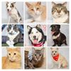 Adoptable Pets from Salina Animal Shelter