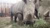 Gus the Rhino's Eating Habits Grow As He Does