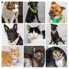 13 Adoptable Pets from Salina Animal Shelter