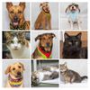Adoptable Pets from Salina Animal Services