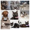 Salina Animal Shelter Adoptable Pets