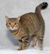 Meet Persephone & Other Adoptable Pets From Salina Animal Shelter