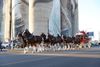 The Budweiser Clydesdales Are a Downtown Hit