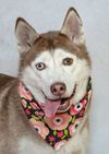 Meet Zoey & Other Adoptable Pets at Salina Animal Services