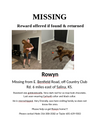 Have You Seen Rowyn?