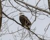 Bald Eagle Sighting at Lakewood Park