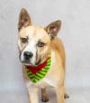 Meet Scout & Other Adoptable Pets