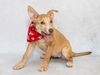 Meet Daisy & Other Adoptable Pets