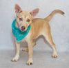 Meet Vixen & Other Adoptable Pets