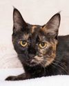 Linda & Other Adoptable Pets Want a Home