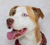 Meet Jackson & Other Adoptable Pets