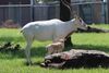 Rolling Hills Zoo Welcomes New Addax Birth