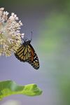 Migration of the Monarch is nearing