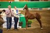 Salina Charity Horse Show
