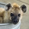 Rolling Hills Zoo Celebrates Arrival of Male Hyena, Kito
