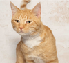 Meet Cliff & Other Adoptable Pets