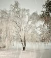Winter Euphoria: Salina Snowfall Captivates Residents