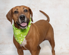 Harley & Other Adoptable Pets Need a Home