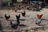 City of Salina Updates Chicken Ordinance
