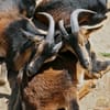 Rolling Hills Zoo Welcomes Rare Herd of San Clemente Island Goats