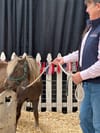 Central Mall Hosts Miniature Ponies