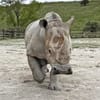 Rolling Hills Zoo Welcomes Kengele, a Southern White Rhino