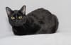 Meet Thackery Binx & Other Adoptable Pets at the Salina Animal Shelter