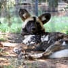 Rolling Hills Zoo Welcomes JP, a New Male African Painted Dog, to the Pack