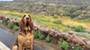 Saline County Sheriff's Mounted Patrol and Rescue Squad Sends Bloodhounds to North Dakota for Advanced Training and Certification