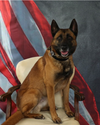 Update: Conflicting Accounts Emerge in  Death of K9 Officer Tyrann