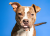 Salina Pit Bull Ban Petition Nears Decision as Signatures Await Verification