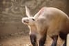 Rolling Hills Zoo Mourns the Loss of Beloved Aardvark, Gumu