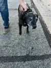 Senior Black Lab Found Near South High Area; Owner Sought