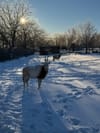 Rolling Hills Zoo: Ensuring Animal Safety in Extreme Weather