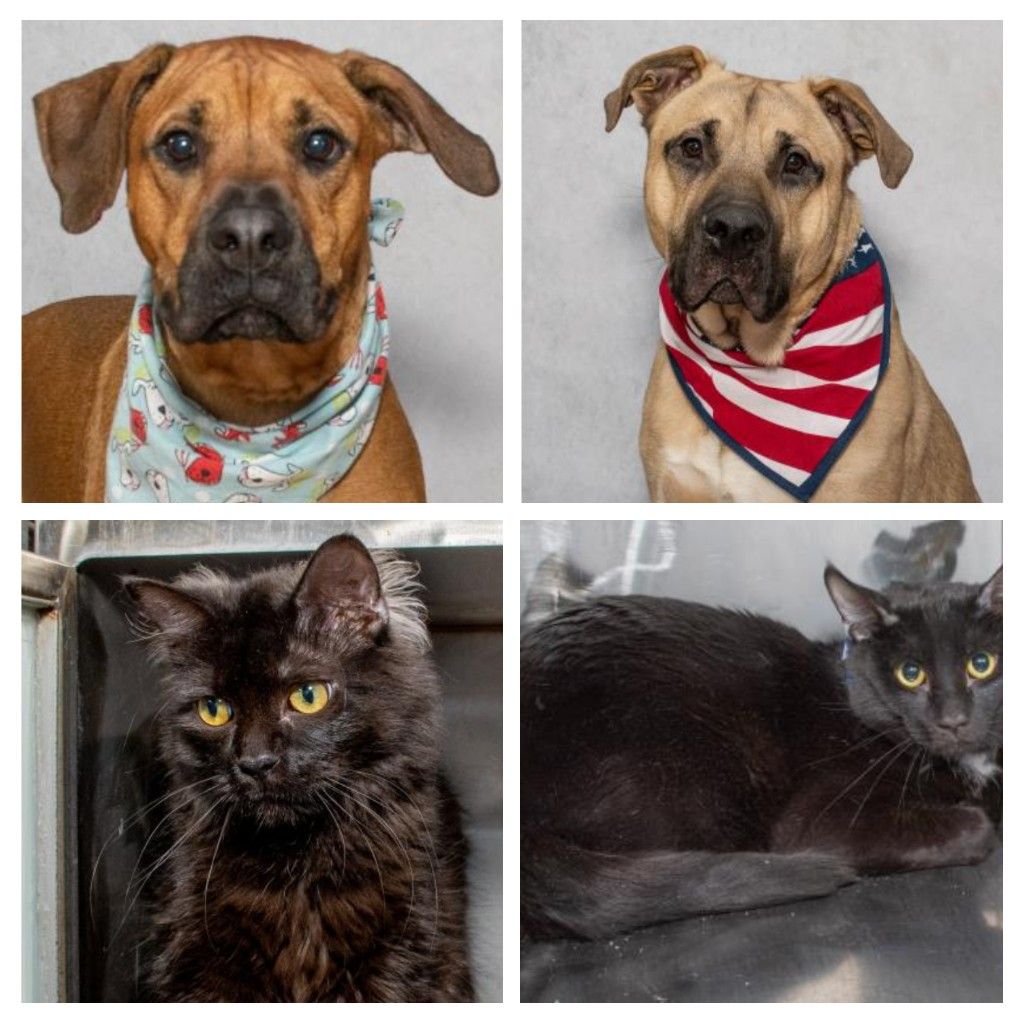 Adoptable Pets from Salina Animal Shelter
