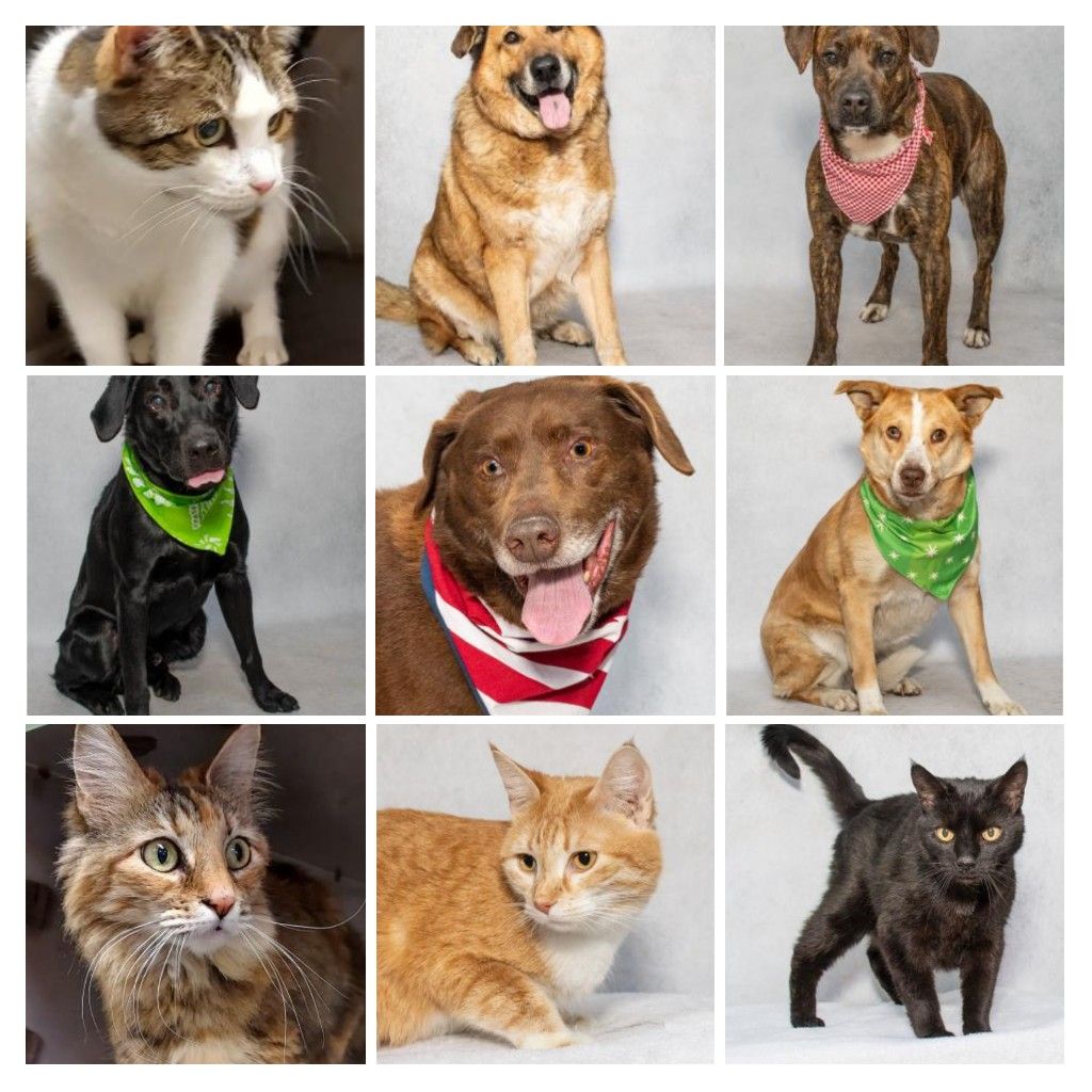 Adoptable Pets from Salina Animal Shelter