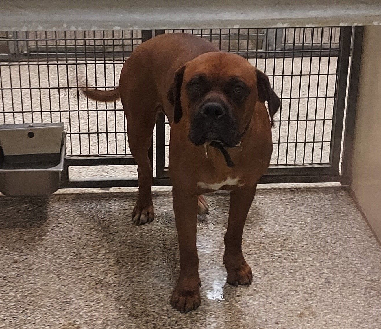 Meet Bruce & Other Adoptable Pets at Salina Animal Services