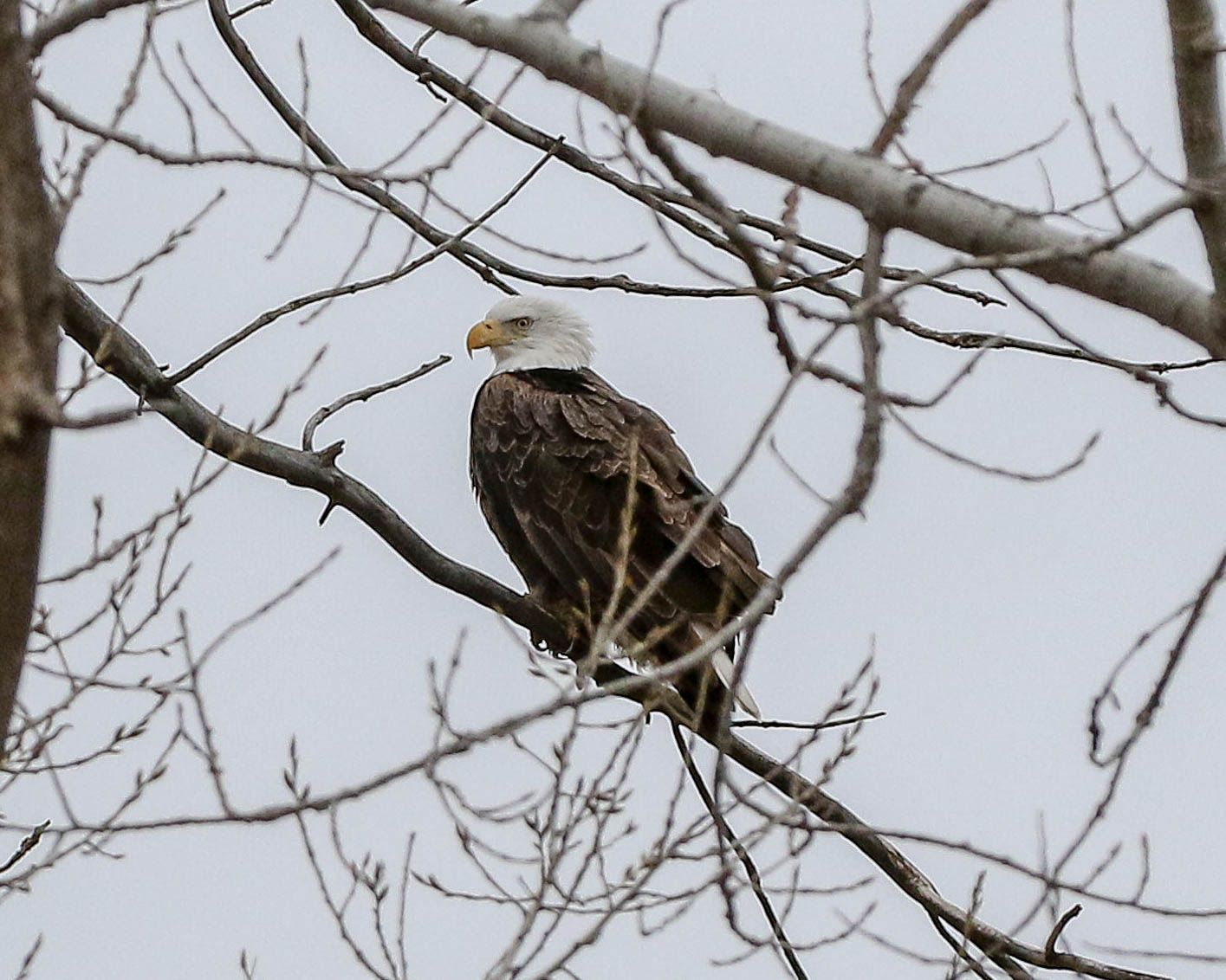 Bald Eagle Sighting At Lakewood Park