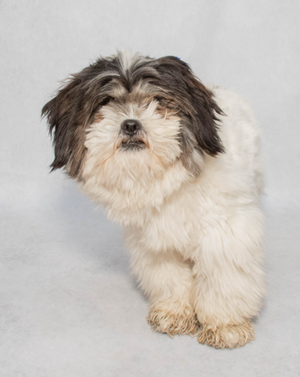 Adoptable Buddies at Salina Animal Shelter