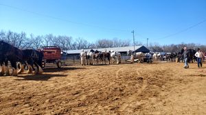 EquiFest Returns to Salina