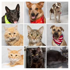 Adopt a Friend Today from the Salina Animal Shelter