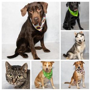 Meet Your New Best Friend