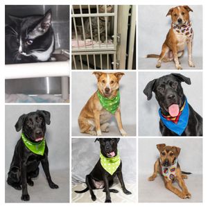 Adoptable Pets from Salina Animal Services